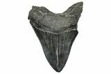 Serrated, Fossil Megalodon Tooth - South Carolina #328760-2
